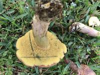 Boletus patrioticus image