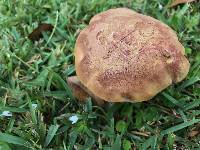 Boletus patrioticus image