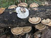 Trametes pubescens image