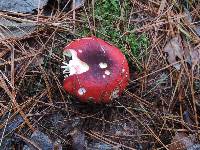 Russula xerampelina image