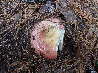 Russula seperina image