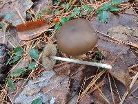 Entoloma hebes image