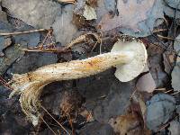 Tricholoma ferrugineum image