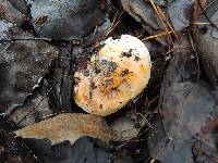 Tricholoma ferrugineum image