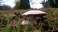 Agaricus argenteus image