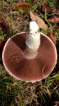 Agaricus argenteus image