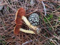 Cortinarius semisanguineus image