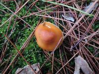 Cortinarius mucosus image