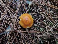 Cortinarius mucosus image