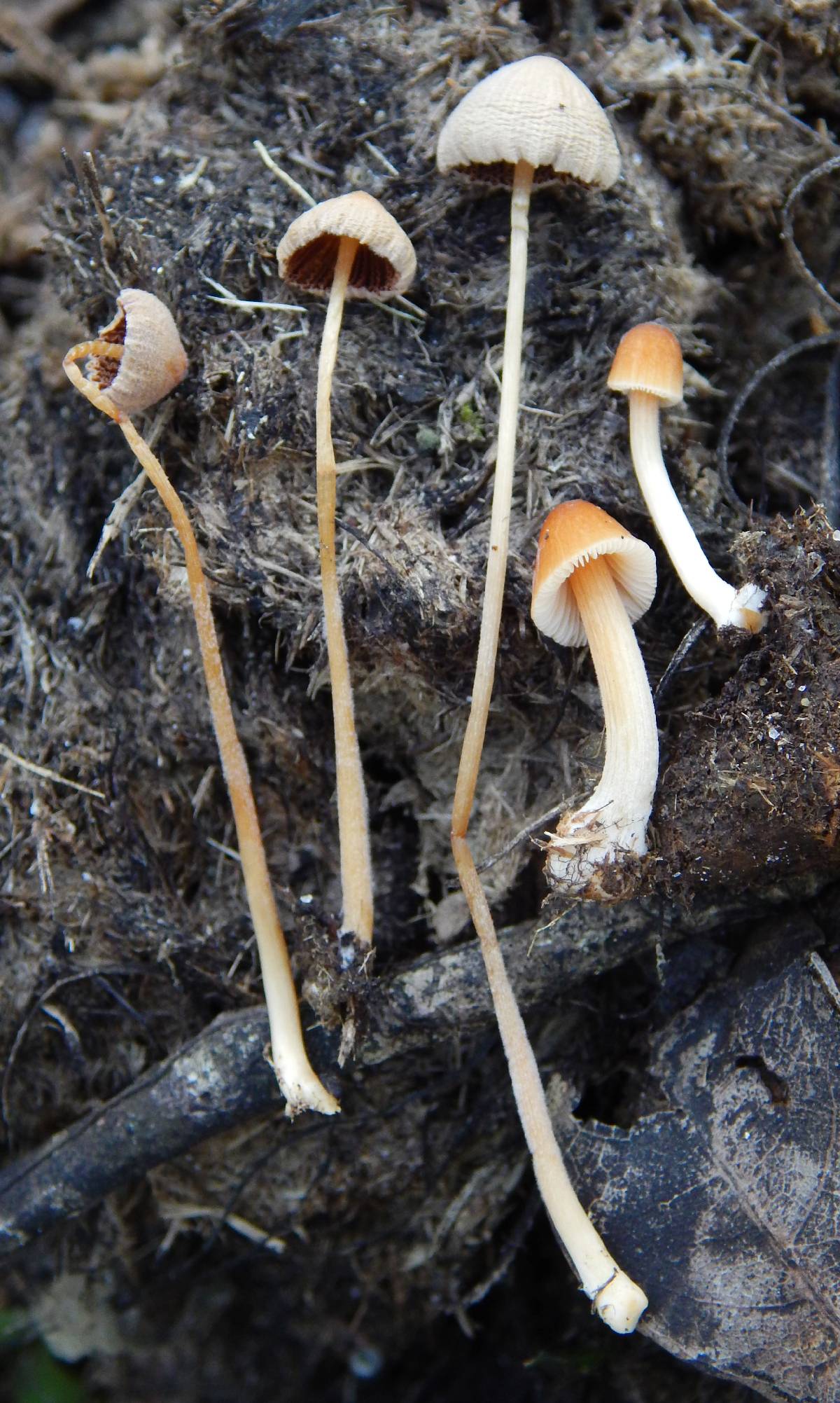 Conocybe pubescens image