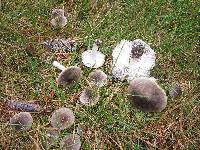 Tricholoma terreum image