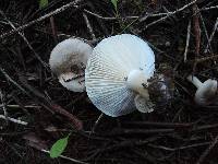 Hygrophorus agathosmus image