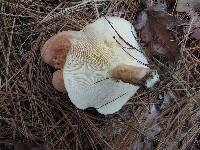 Lactarius vinaceorufescens image