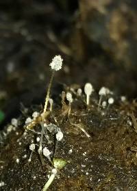 Coprinopsis stercorea image