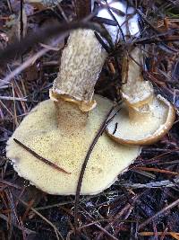 Suillus lakei image