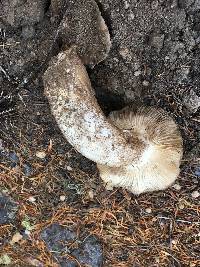 Tricholoma vernaticum image