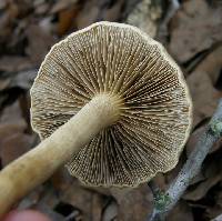 Agrocybe sororia image