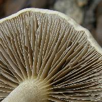 Agrocybe sororia image