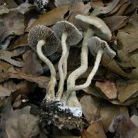 Agrocybe sororia image