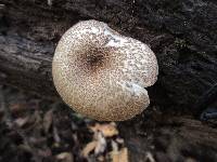 Lentinus tigrinus image