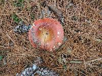 Russula vinosa image