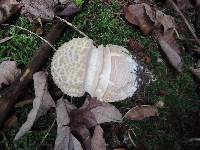 Amanita chrysoblema image