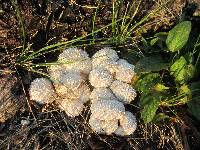 Lycoperdon curtisii image