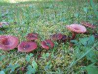 Lactarius camphoratus image