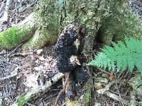 Inonotus obliquus image