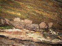 Ramaria stricta image