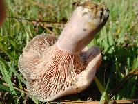 Lactarius paradoxus image