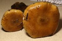 Armillaria nabsnona image