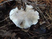 Tricholoma scalpturatum image