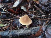 Inocybe praetervisa image