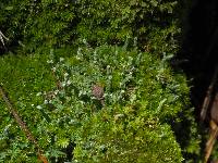 Cladonia didyma var. didyma image