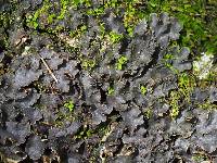 Peltigera phyllidiosa image