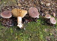 Lactarius hibbardiae image