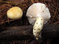 Hygrophorus flavodiscus image