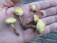 Pholiota angustipes image