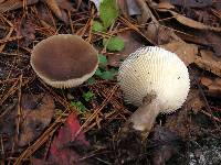 Ampulloclitocybe clavipes image