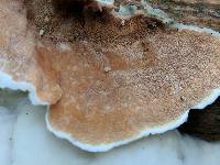 Gloeoporus dichrous image