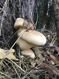 Gymnopilus ventricosus image