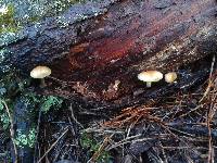 Pholiota spumosa image