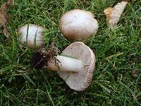 Inocybe quietiodor image