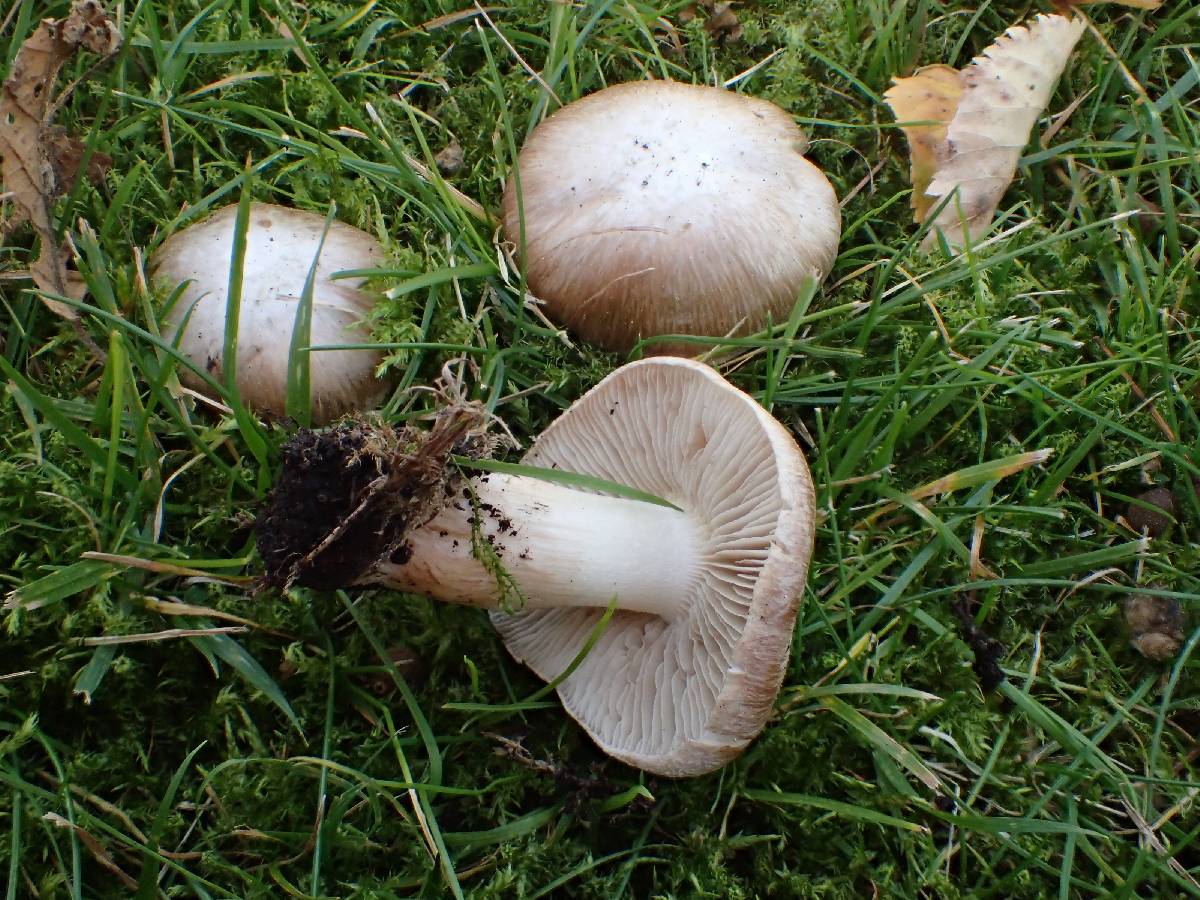 Inocybe quietiodor image