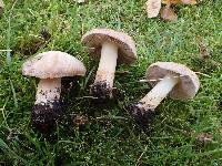 Inocybe quietiodor image