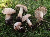 Inocybe quietiodor image