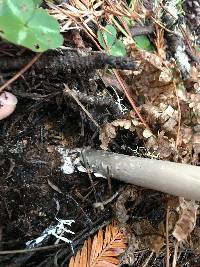 Amanita pachycolea image