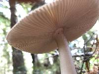 Amanita pachycolea image