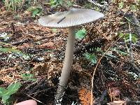 Amanita pachycolea image